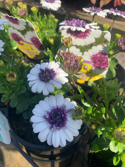 Osteospermum '3D Blueberry Shake' 14cm