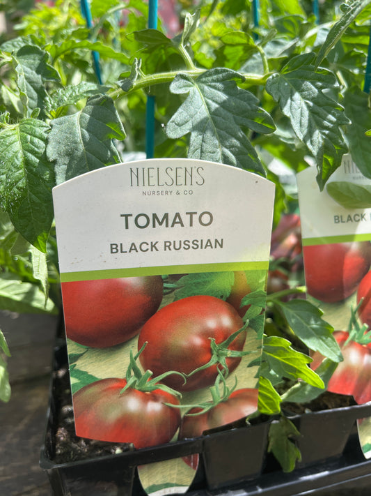 Tomato Black Russian 100mm