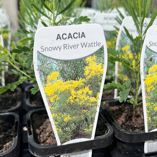 Acacia boormanii ‘Snowy River Wattle’ 14cm
