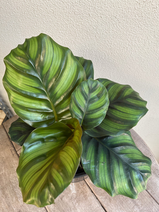 Calathea ‘Fasciata' 20cm