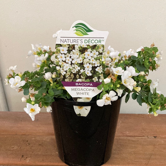 Bacopa spp. White 14cm