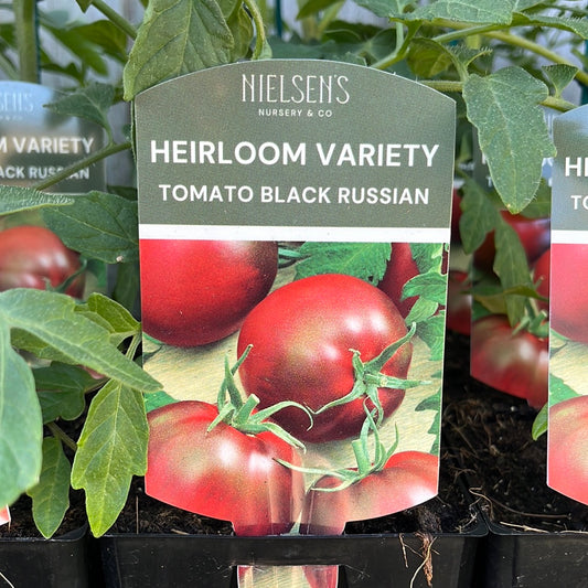 Tomato Black Russian Heirloom 100mm