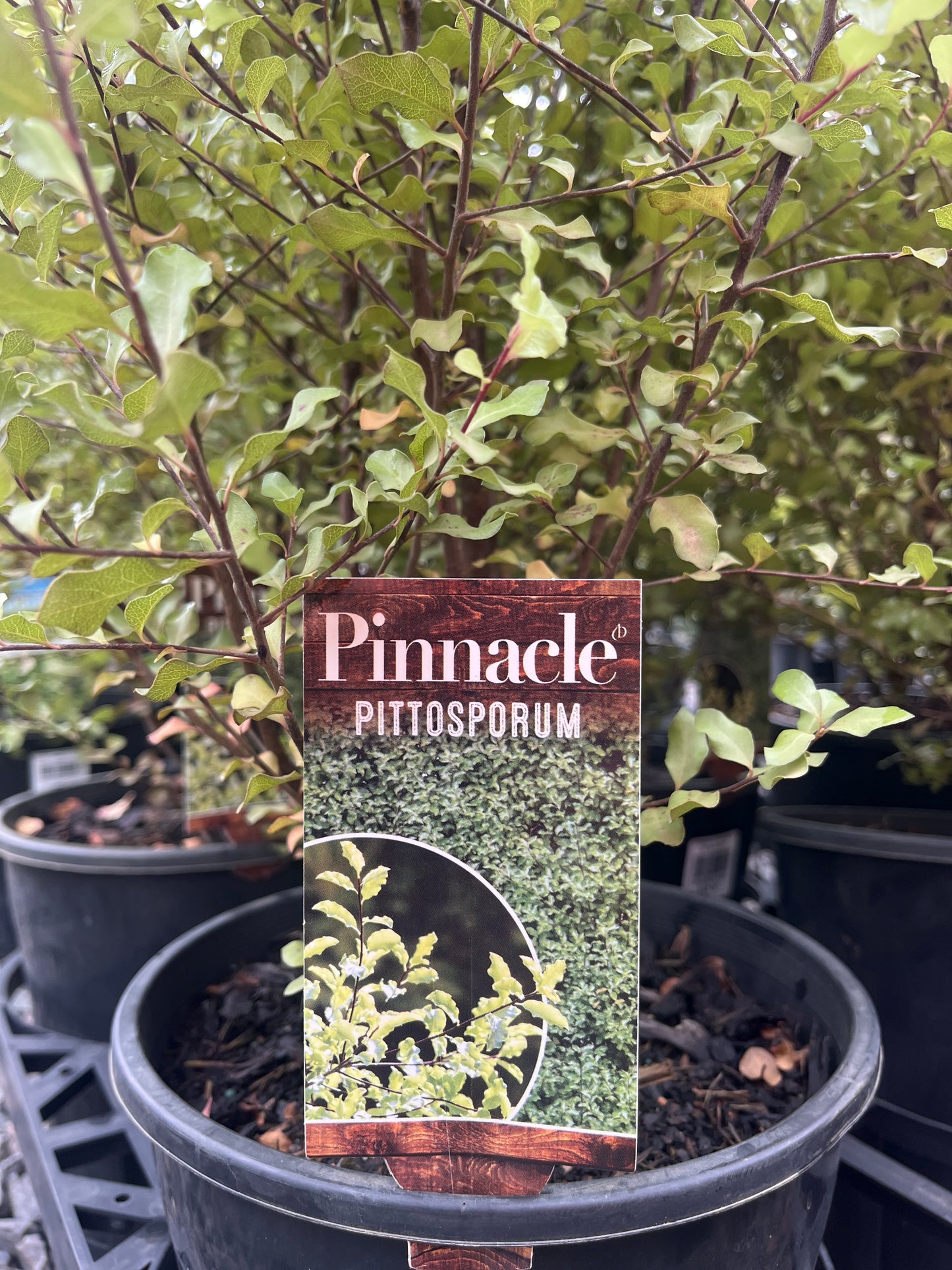 Pittosporum tenuifolium 'Pinnacle' 20cm