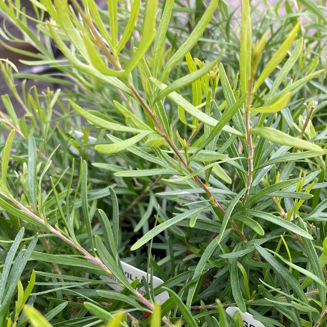 Grevillea Gin gin Gem 7cm