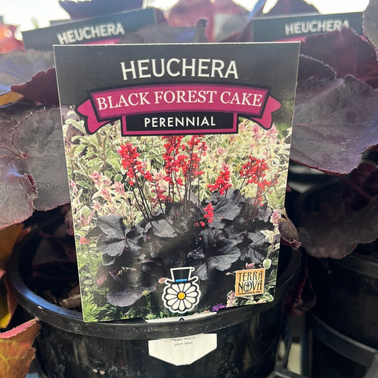 Heuchera 'Black Forest Cake' 14cm