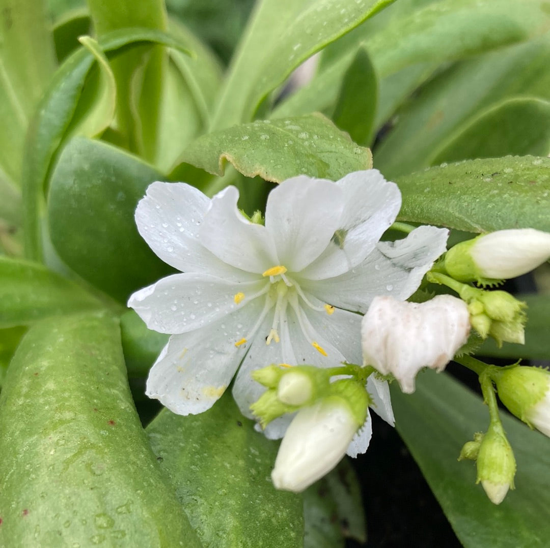 Lewisia Assorted 14cm