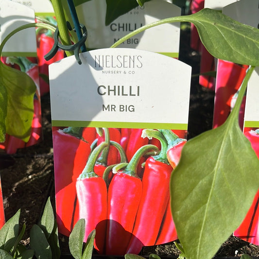 Chilli Mr Big 100mm