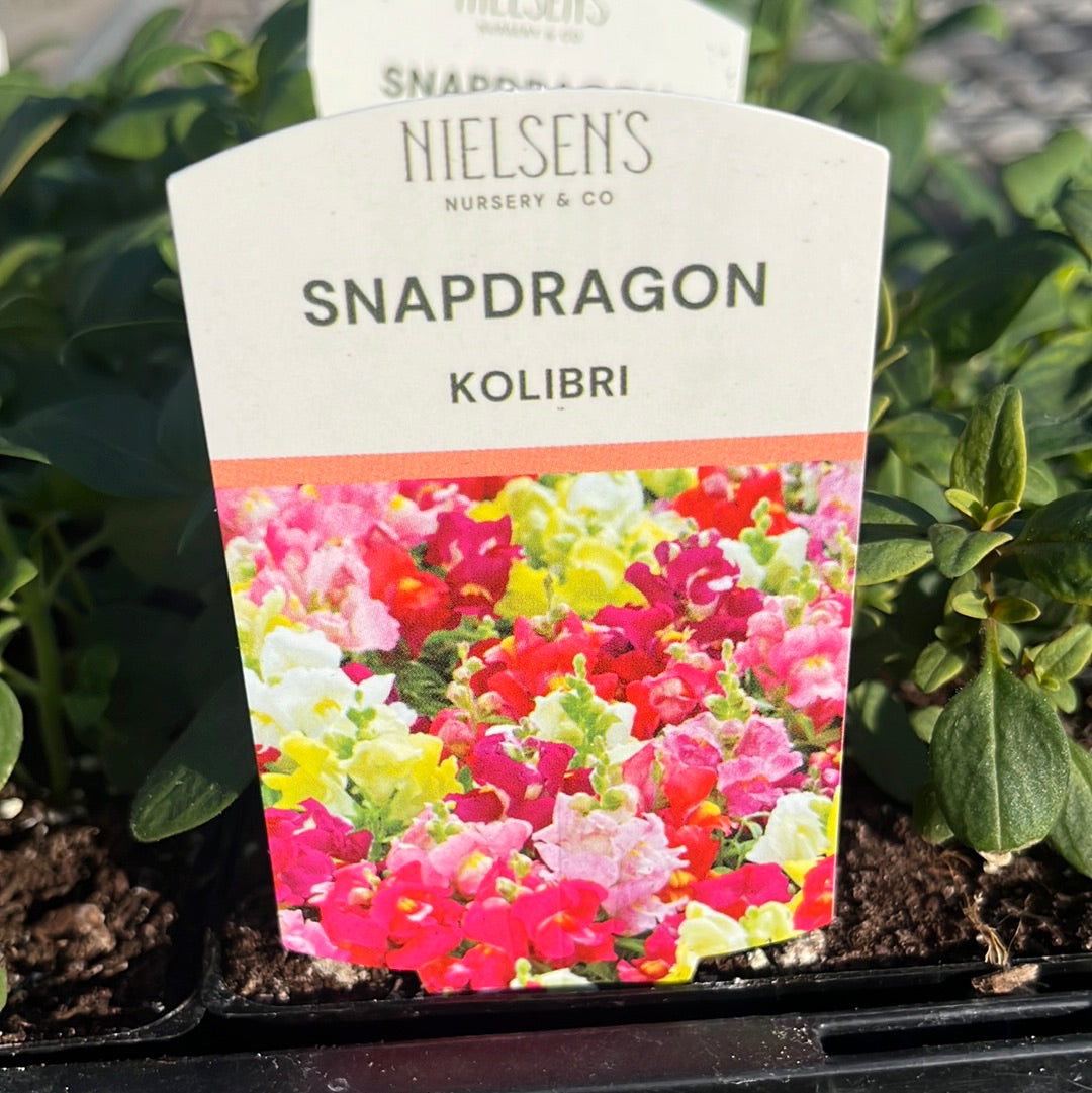 Snapdragon Kolibri Punnet