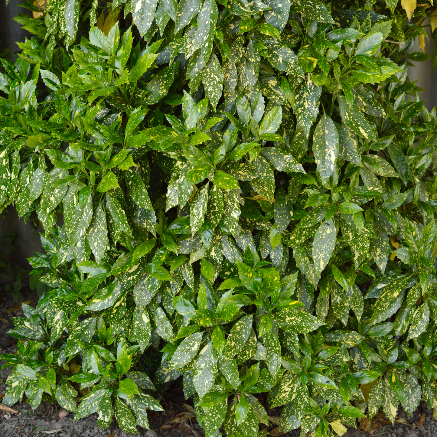 Aucuba japonica Variegata 'Gold Dust Plant' 20cm