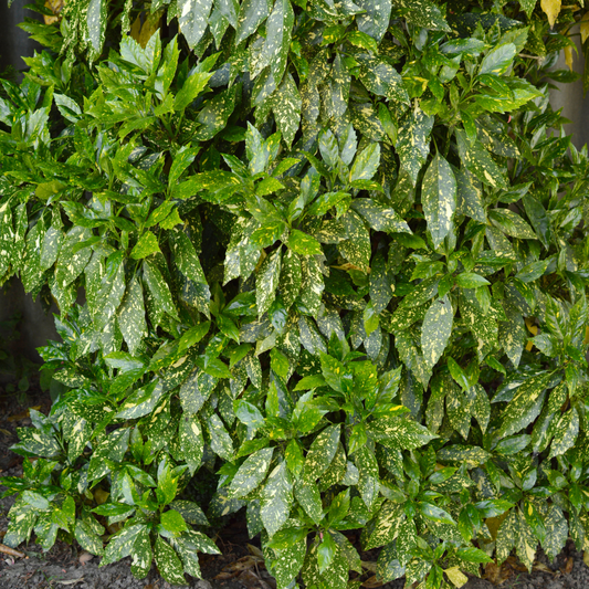 Aucuba japonica Variegata 'Gold Dust Plant' 20cm