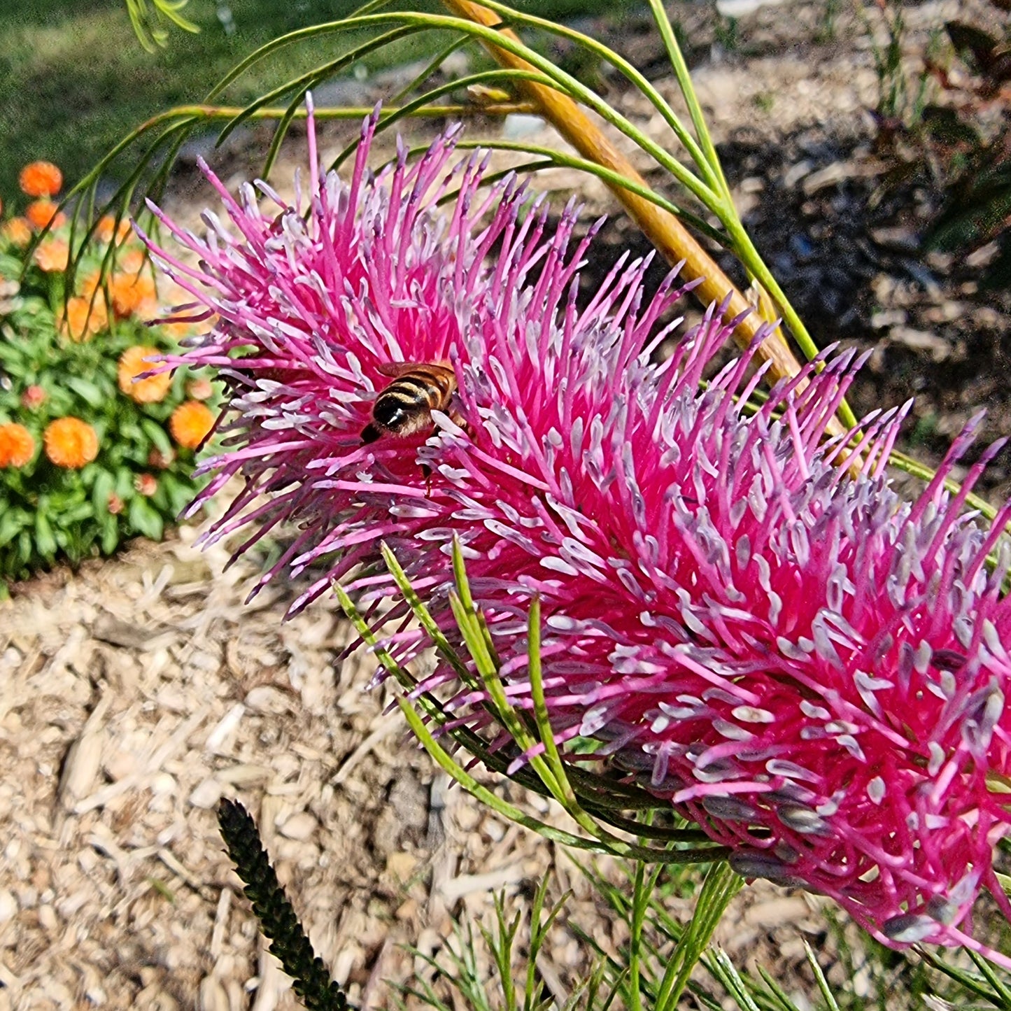 Grevillea 'Panrock Princess' 14cm