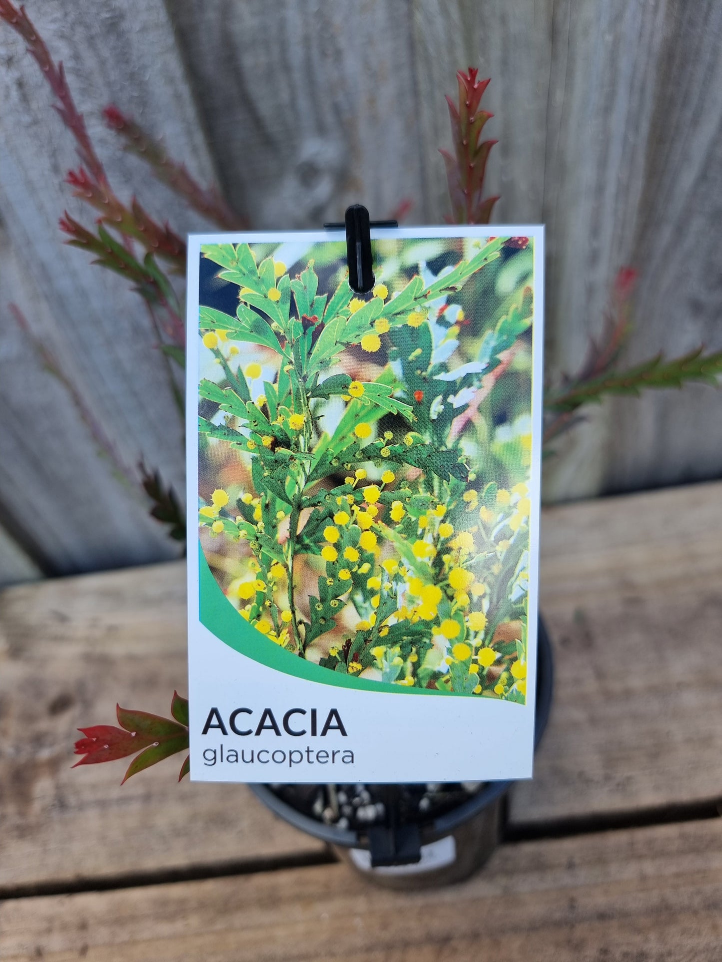 Acacia glaucoptera 14cm