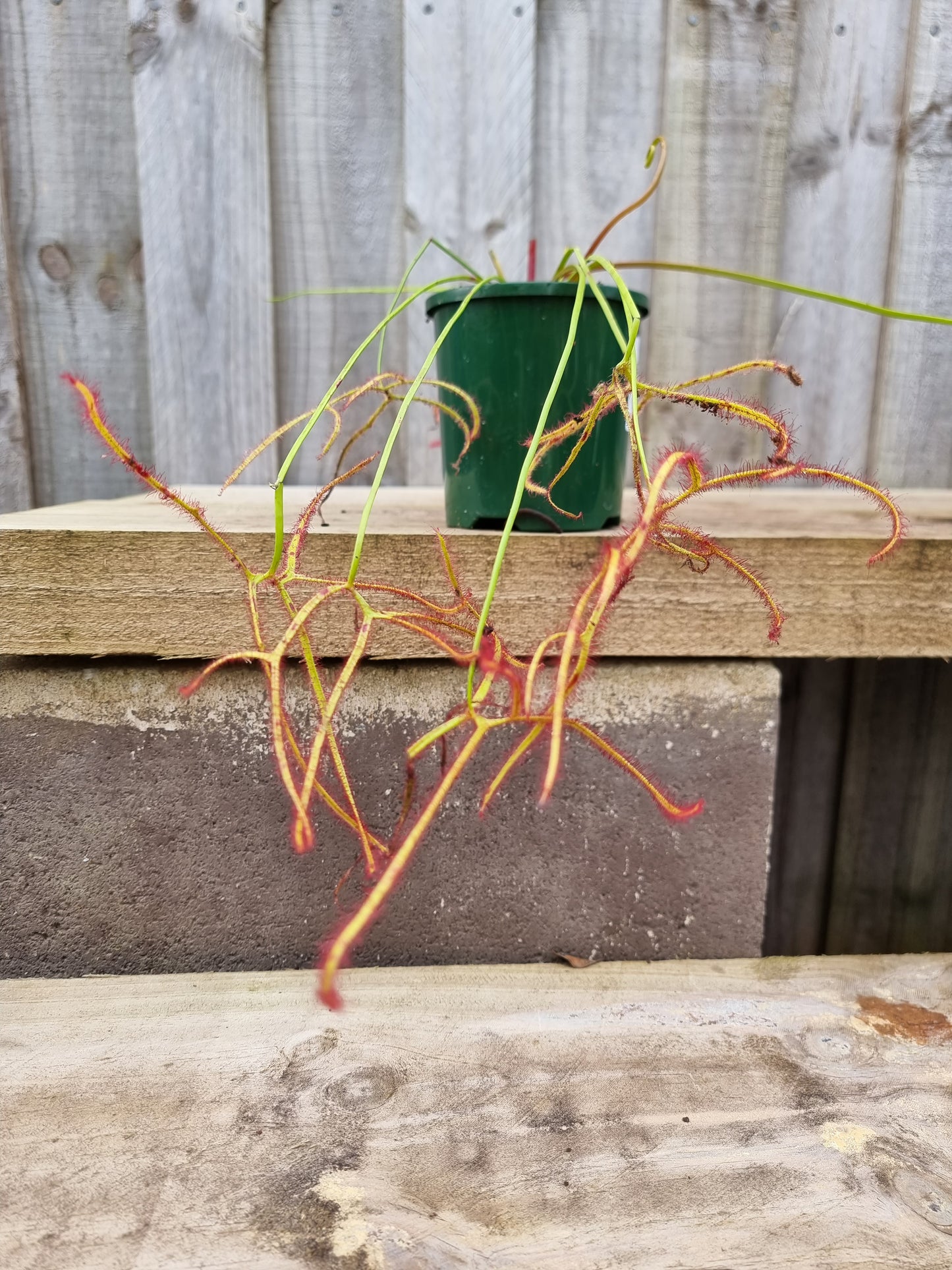 Drosera binata 100mm