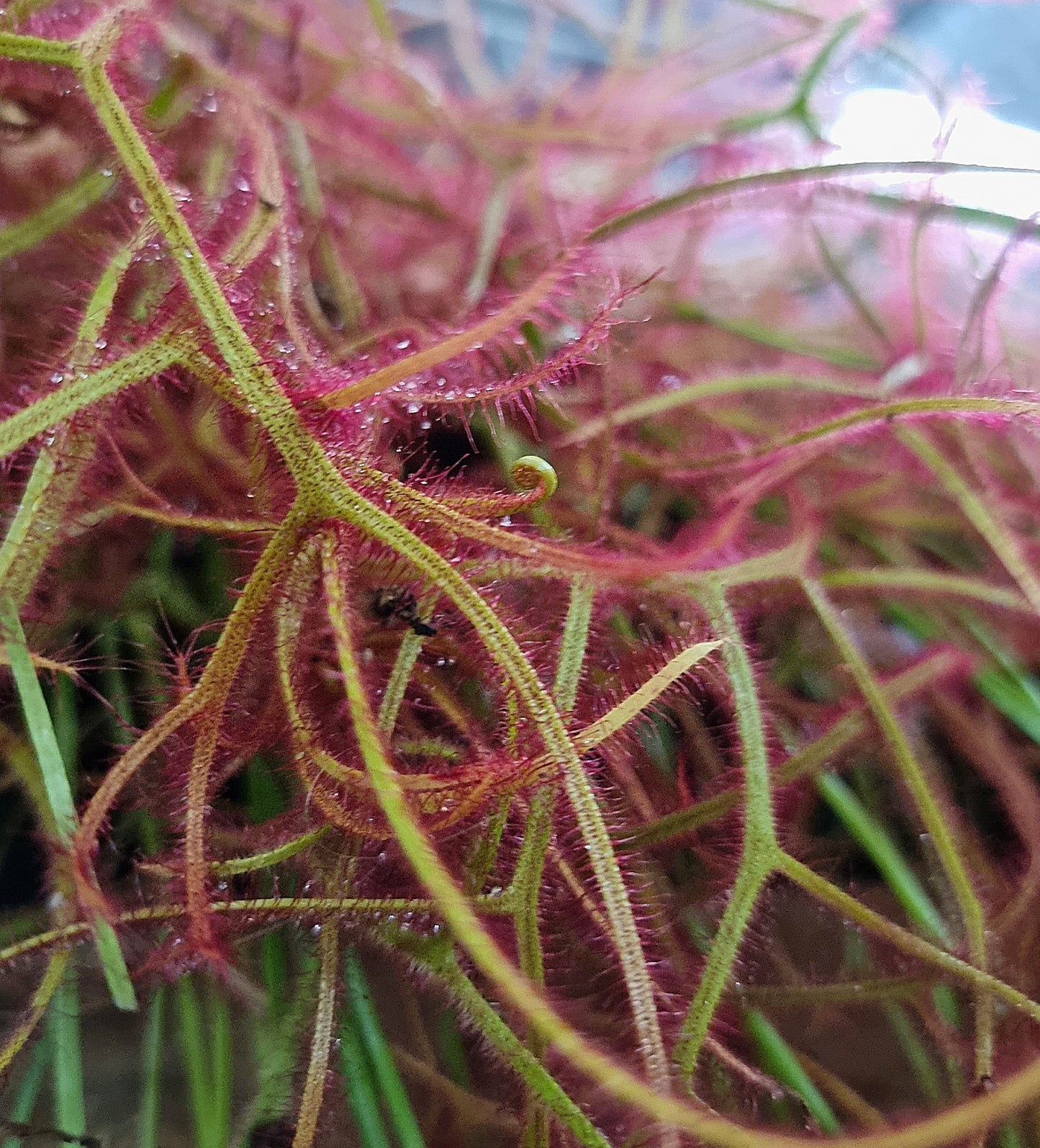 Drosera binata 100mm