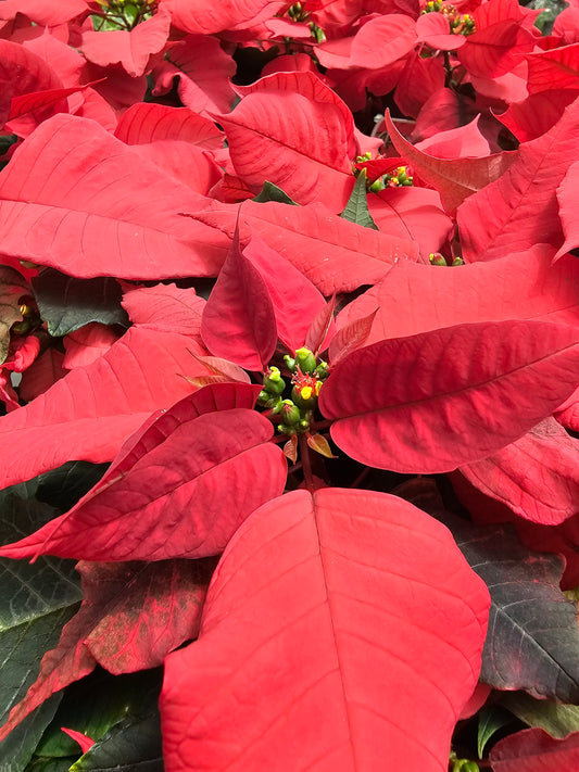 Poinsettia Euporbia pulcherrima Red 120mm