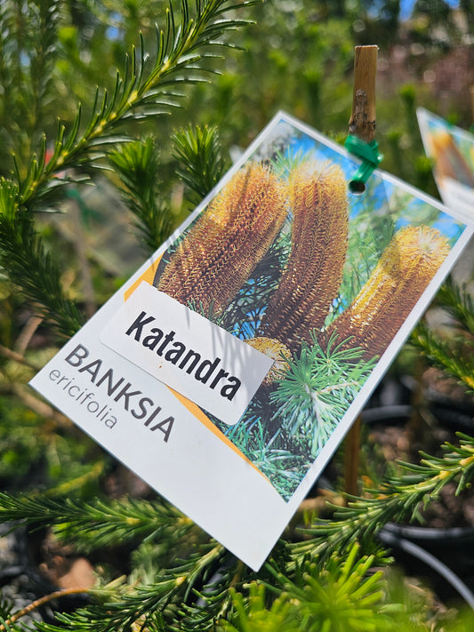 Banksia ericifolia 'Katandra' 18cm Clearance