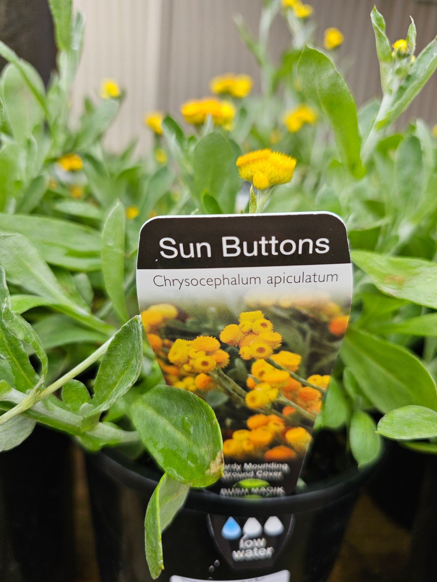 Chrysocephalum apiculatum 'Sun Buttons'  14cm