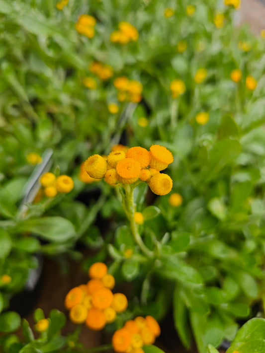 Chrysocephalum apiculatum 'Sun Buttons'  14cm