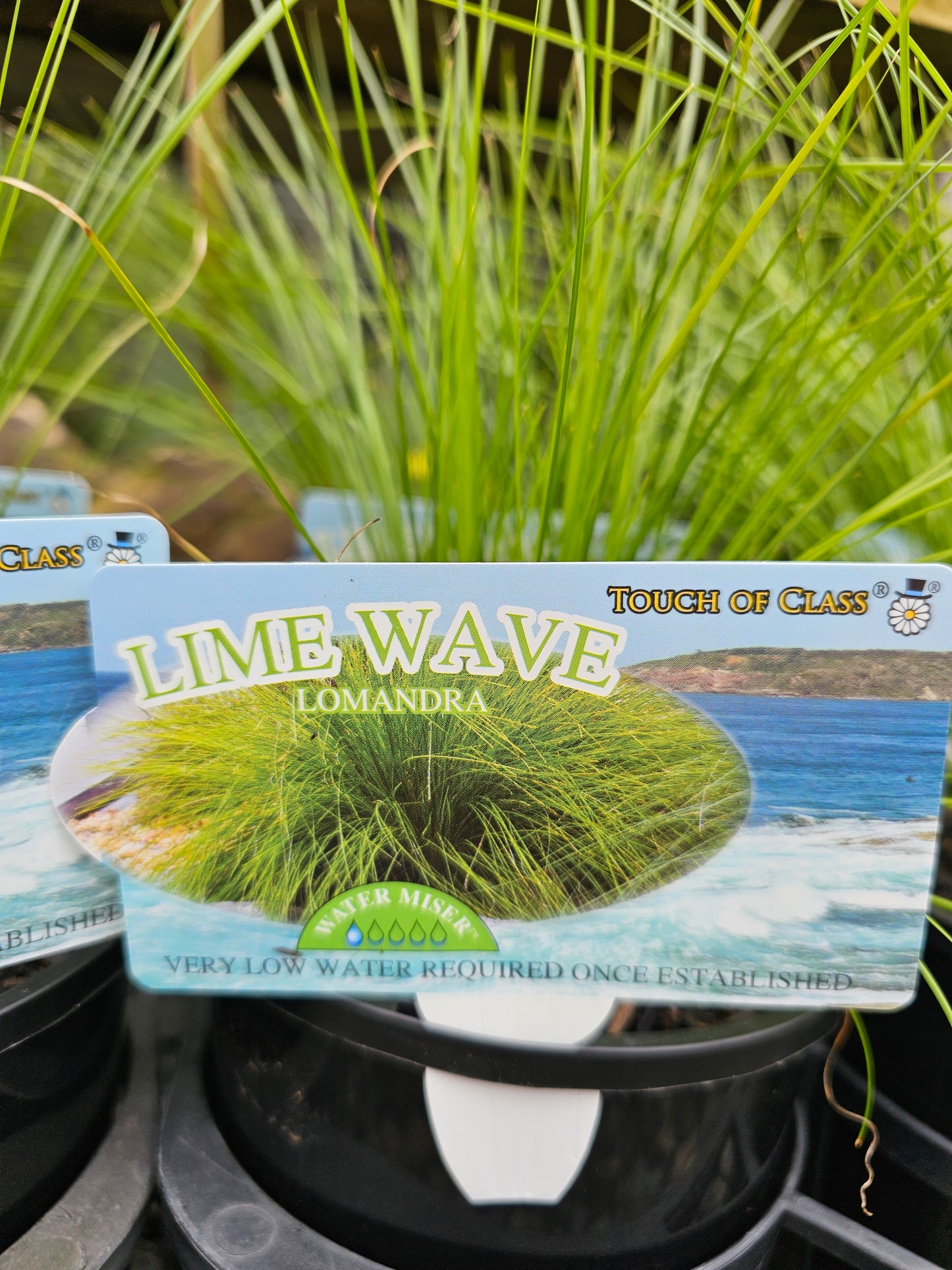 Lomandra Lime Wave 14cm