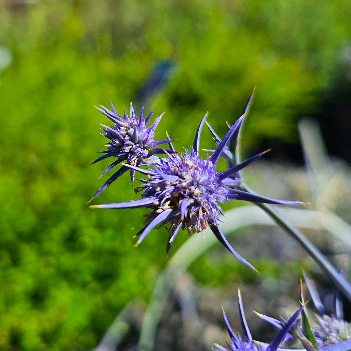 Eryngium ovinum 14cm