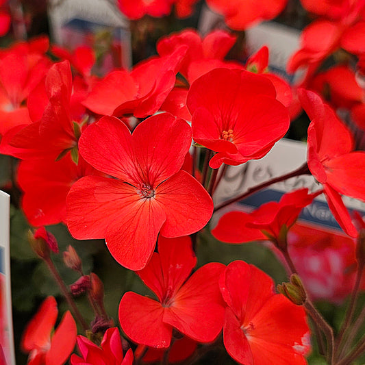 Geranium Nano Mix 12cm