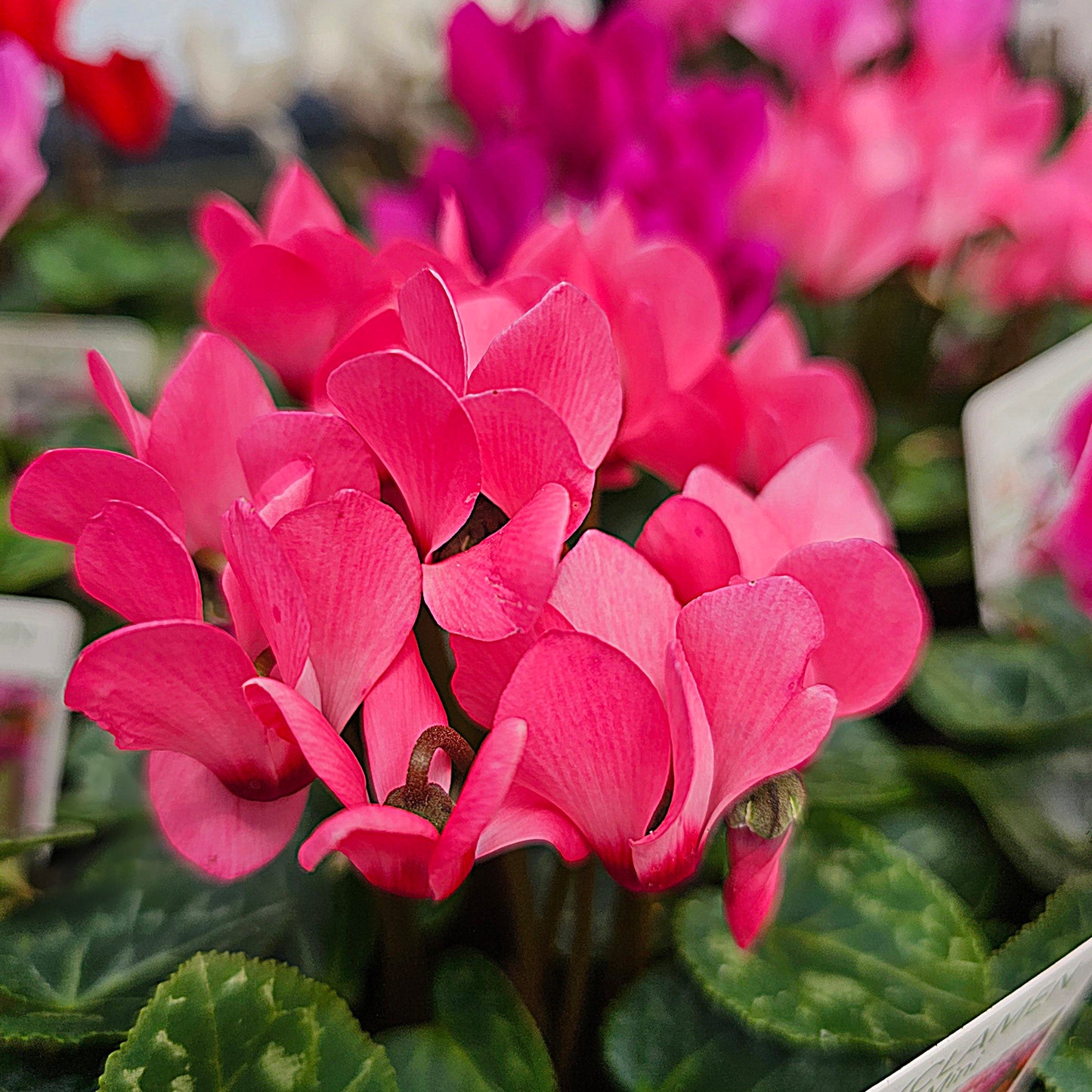 Cyclamen Mini Mix 12cm