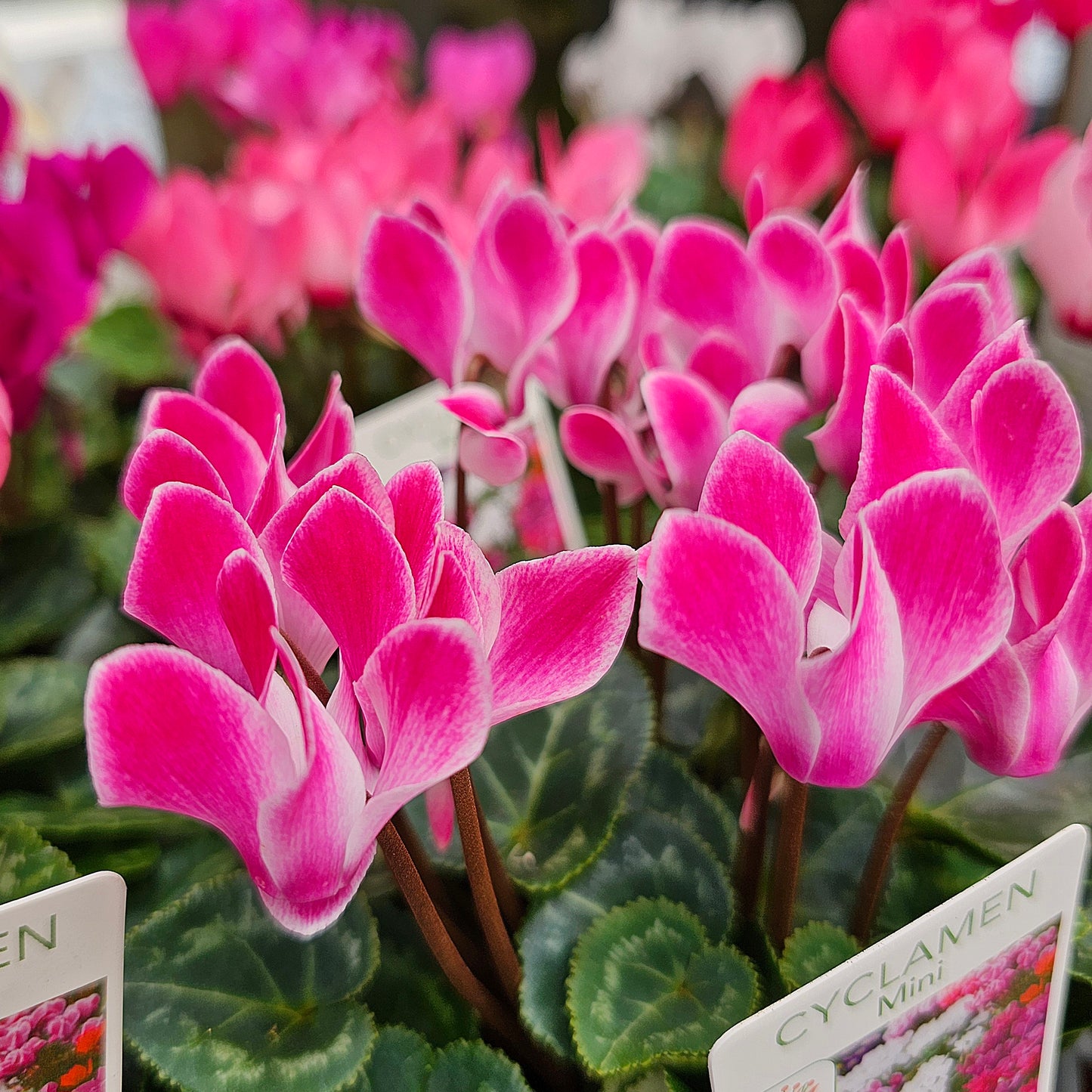 Cyclamen Mini Mix 12cm