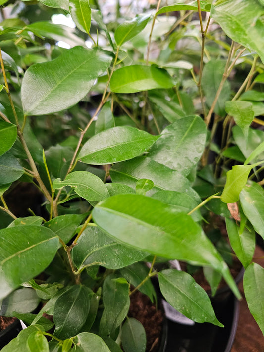 Ficus Benjamina Evergreen 14cm