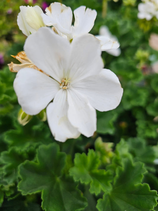 Geranium spp. White 14cm