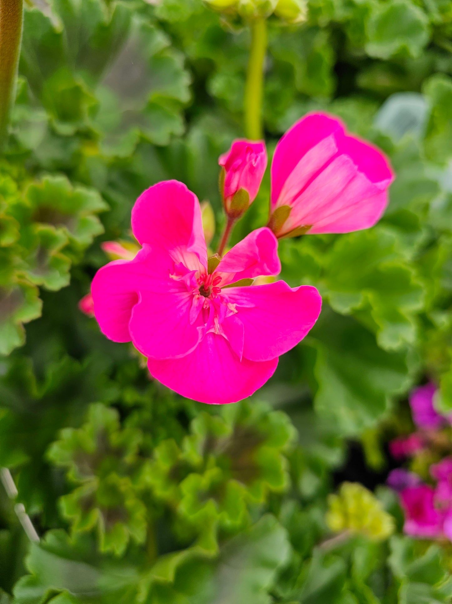 Geranium spp. Blue 14cm