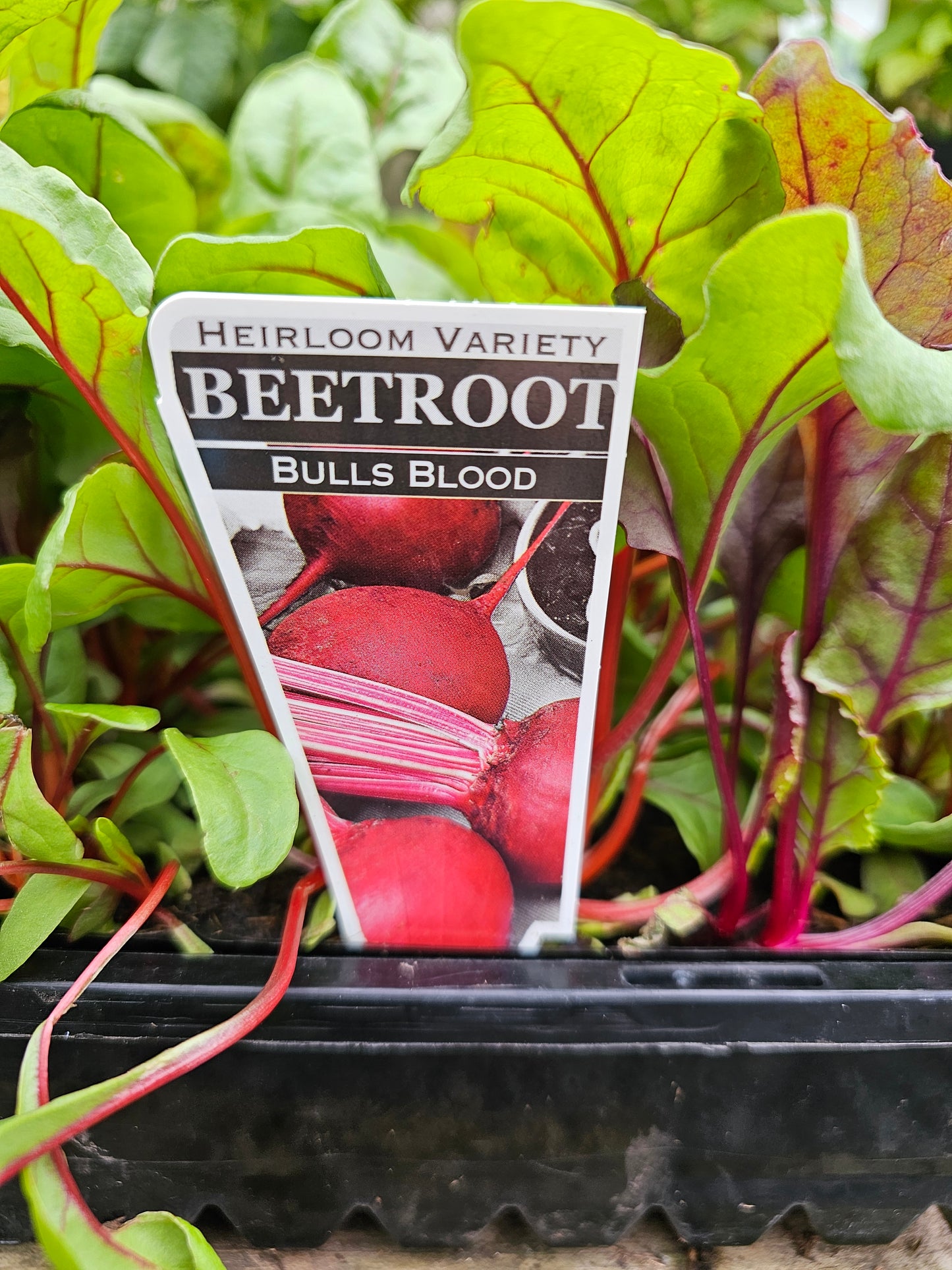 Beetroot Heirloom Bulls Blood 4 Pack