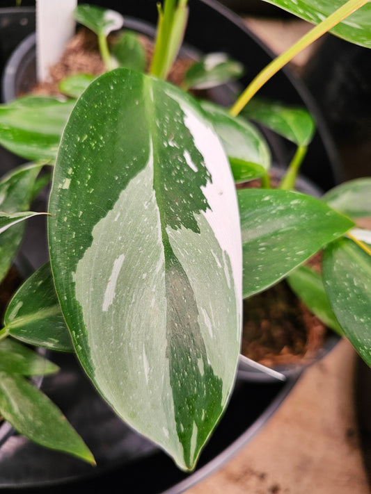 Philodendron 'White Princess' 20cm