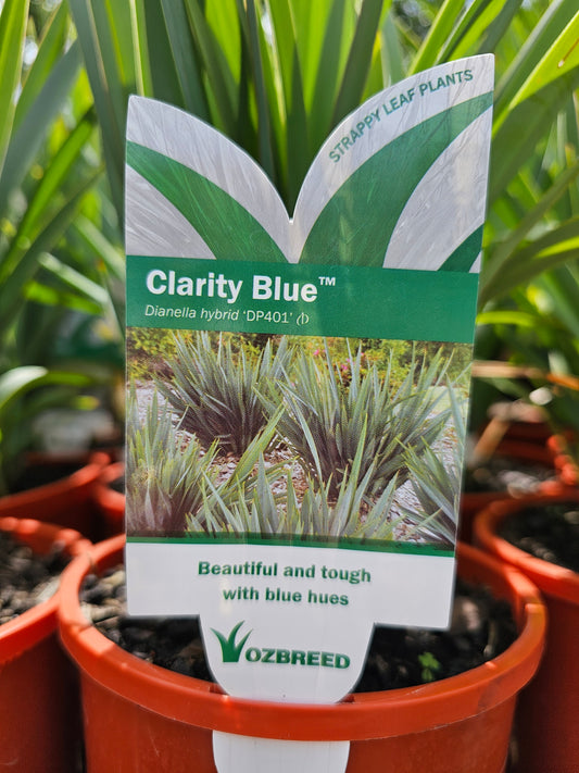 Dianella 'Clarity Blue' 14cm