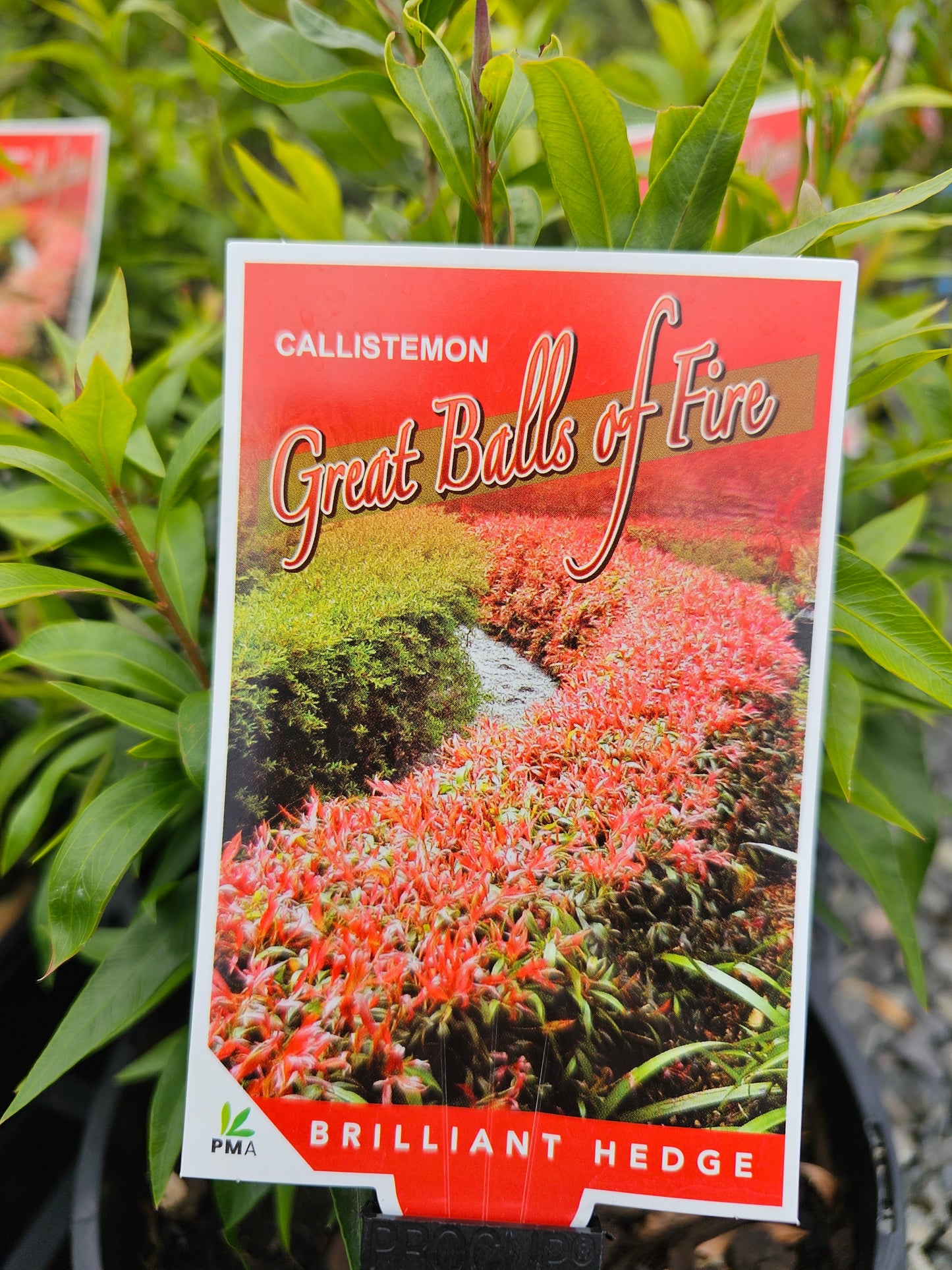 Callistemon ‘Great Balls of Fire’ 20cm