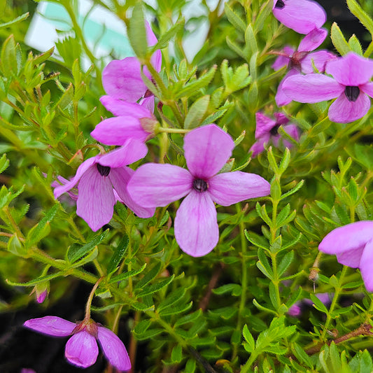 Tetratheca thymifolia Pink 14cm