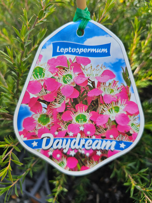 Leptospermum 'Daydream' 20cm