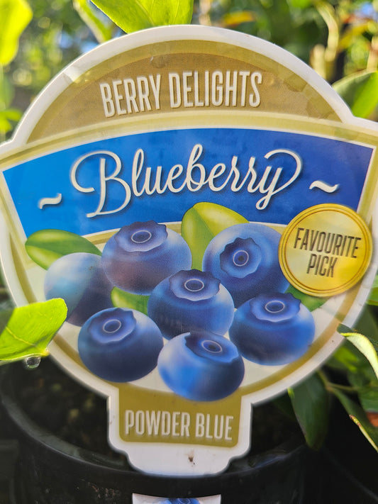 Blueberry Vaccinium spp. 'Powder Blue' 14cm