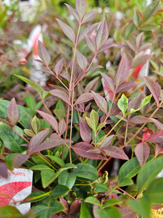 Nandina domestica 'Obsession' 14cm