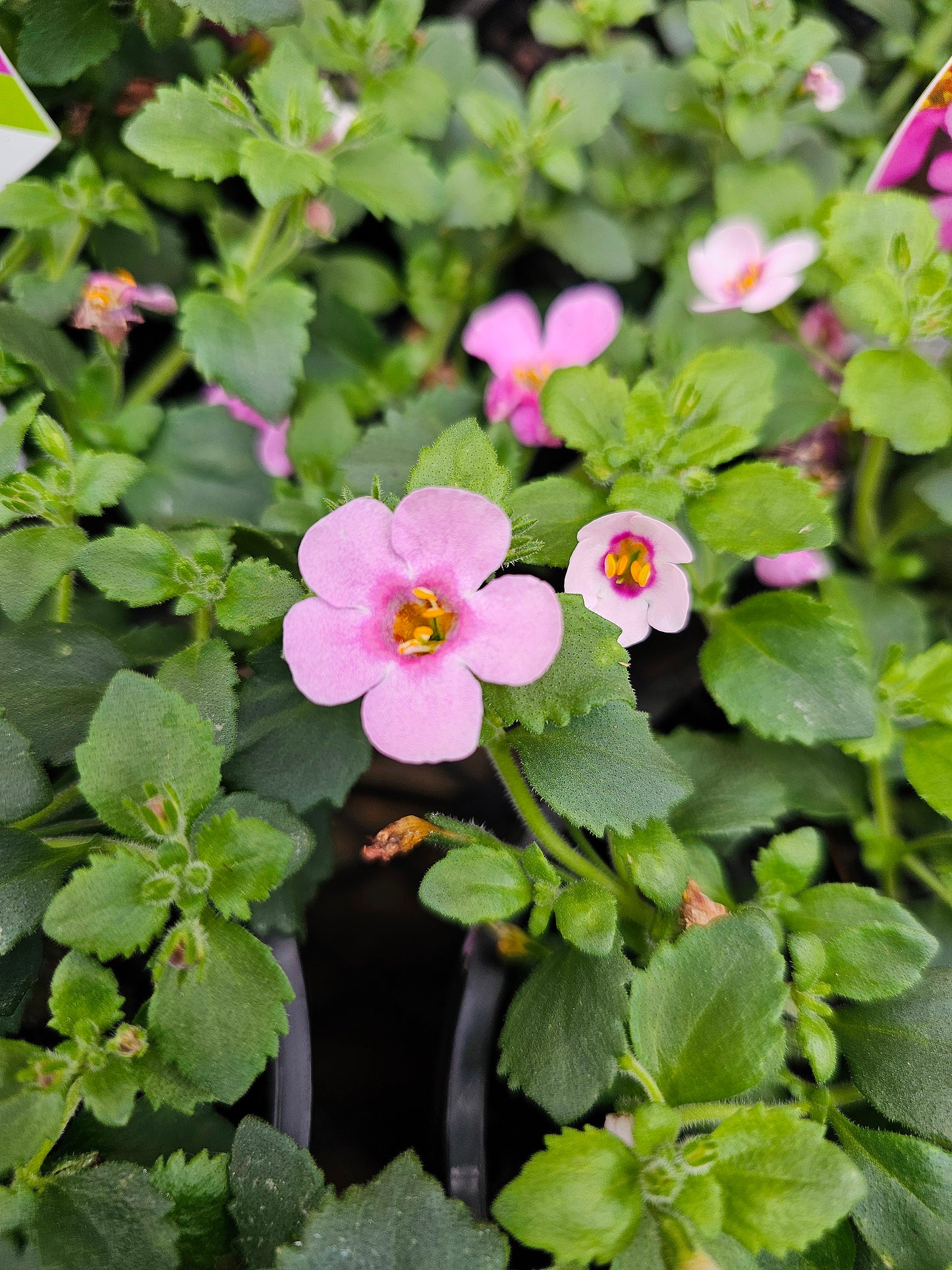 Bacopa spp. 'Pink' 14cm