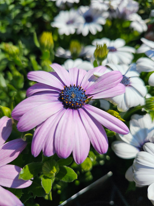 Osteospermum 'African Daisy' Mix 14cm