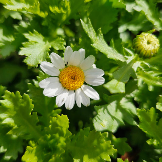 Chrysanthemum paludosum 100mm