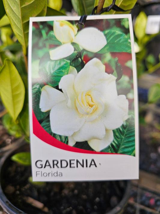 Gardenia Florida 20cm