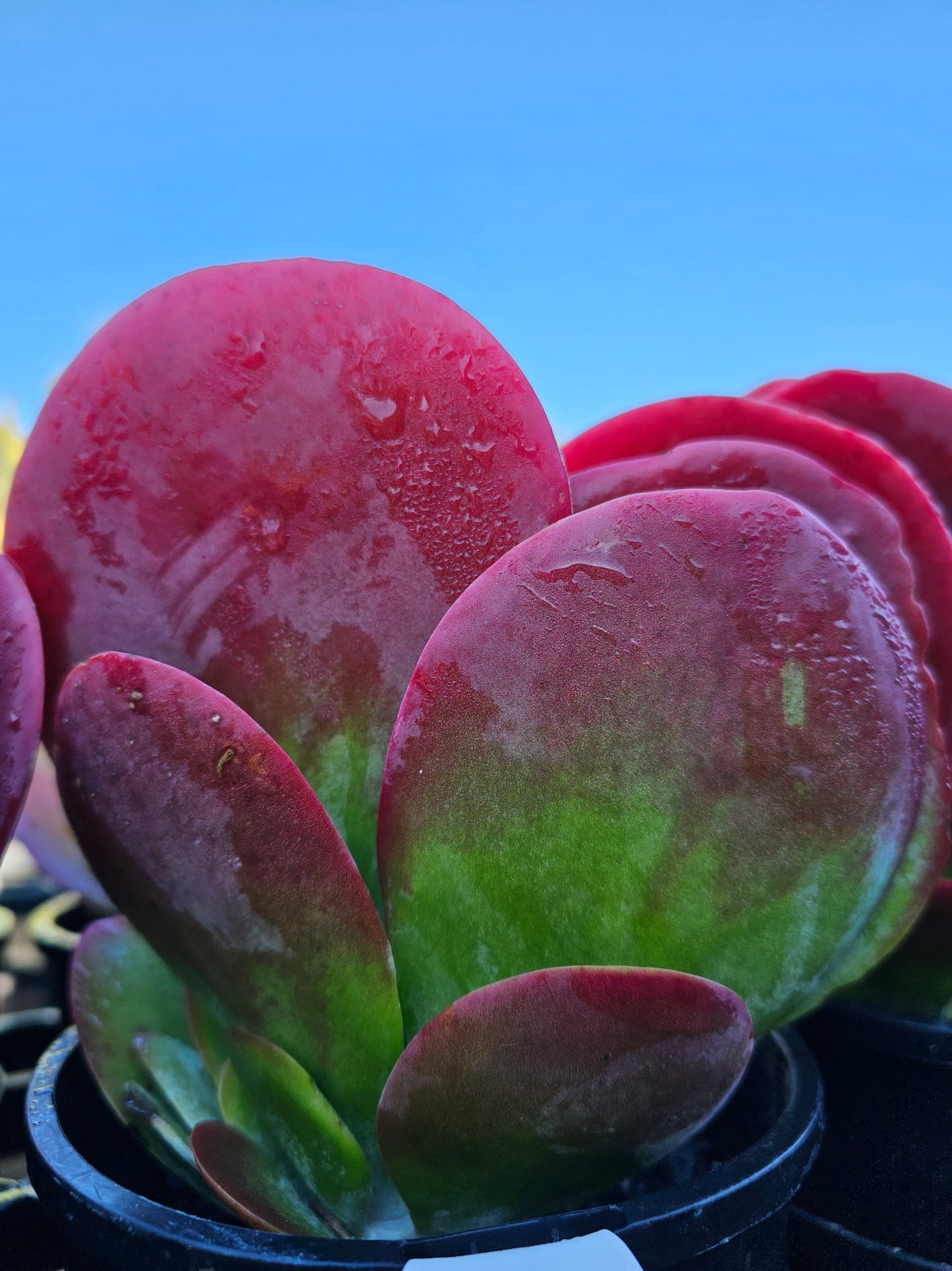 Kalanchoe 'Flap Jack' 14cm