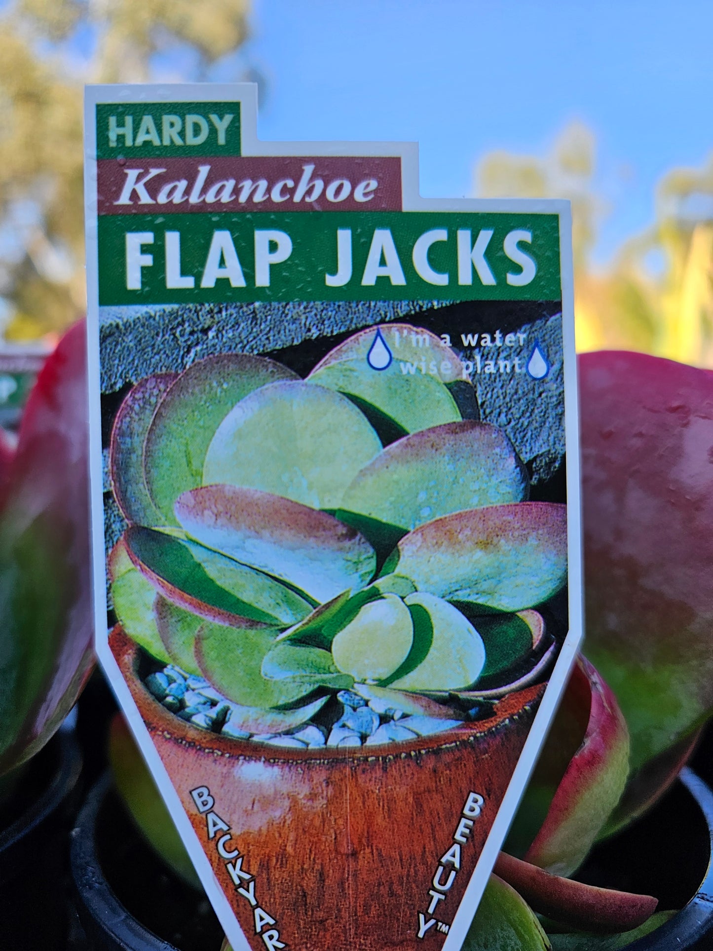 Kalanchoe 'Flap Jack' 14cm