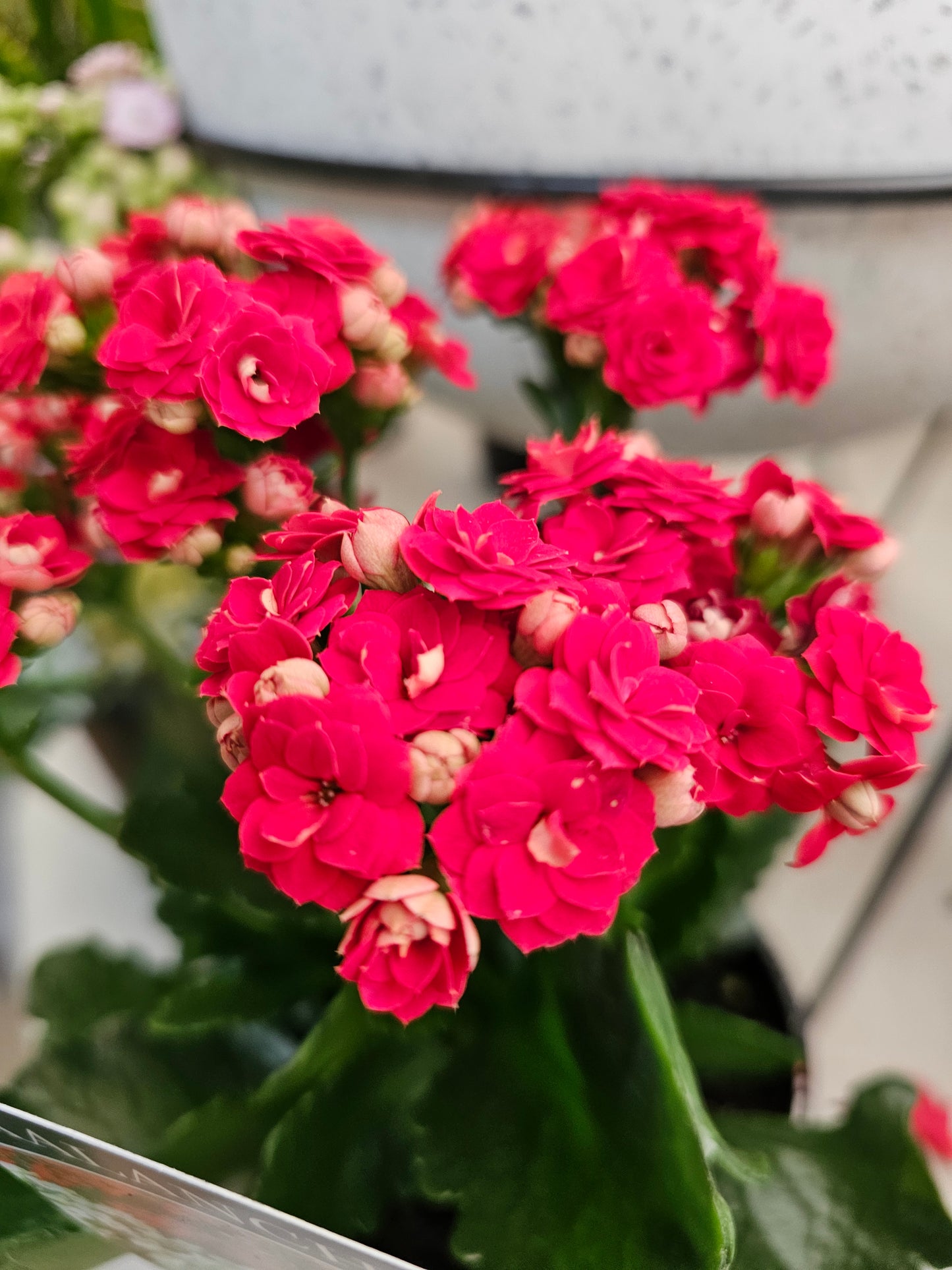 Kalanchoe Red 12cm