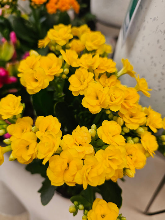Kalanchoe Yellow 12cm