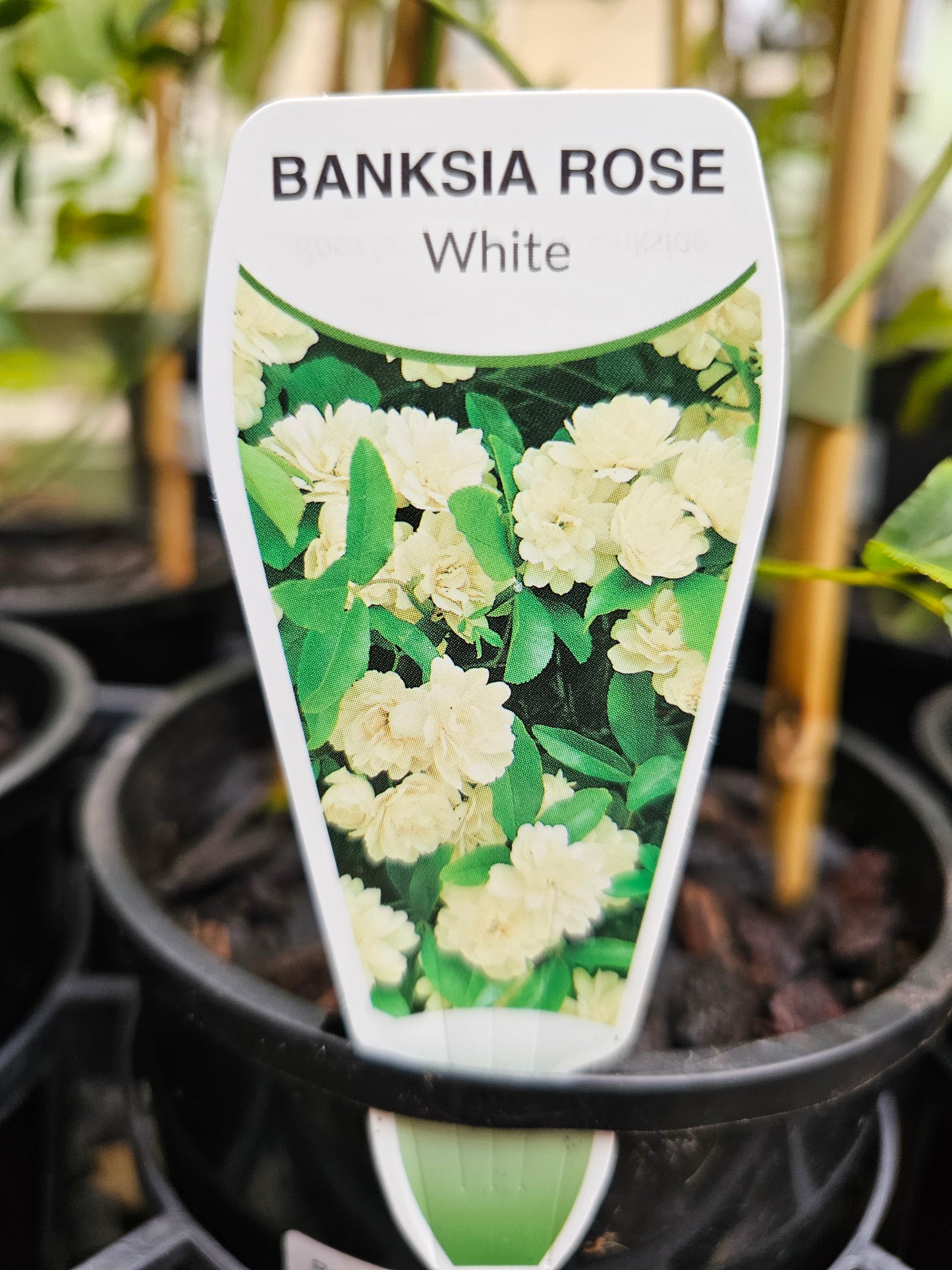 Rose Banksia Alba 140mm