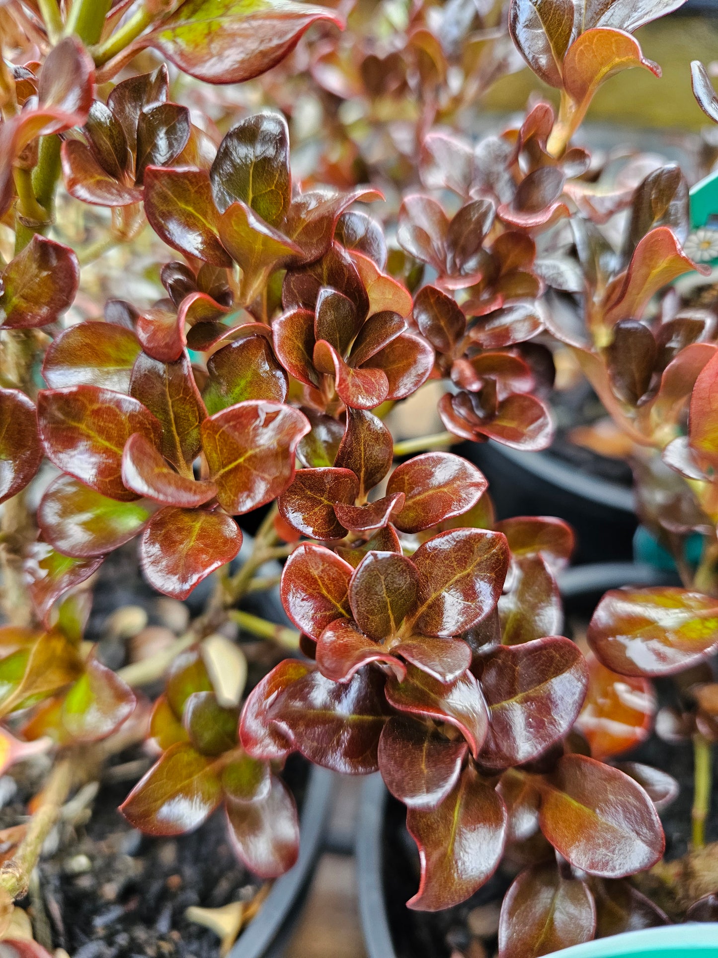 Coprosma 'Karo Red' 14cm