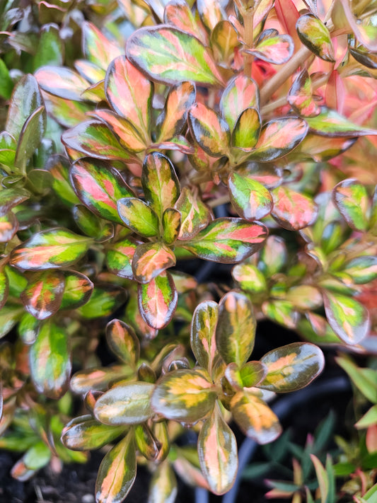 Coprosma Evening Glow 14cm