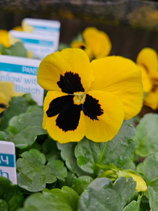 Pansy 'Yellow with Blotch' Punnet